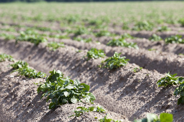 Field with potato 