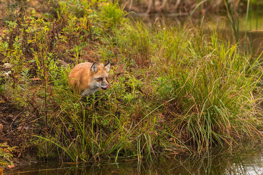 Red Fox (Vulpes vulpes) Licks Nose - Powered by Adobe