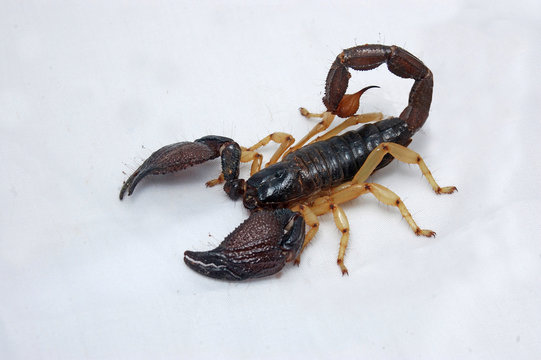 Scorpion from south India - Heterometrus xanthropus or H. fulvipes - on white background