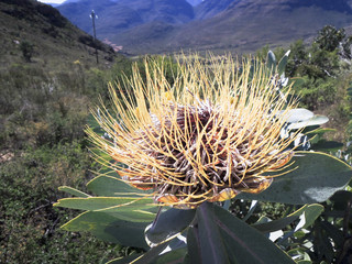 Beautiful Protea flower growing in the wild with its head open t