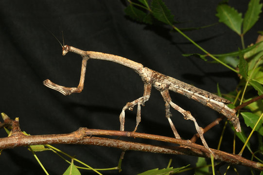 Indian stick insect