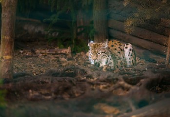Lynx portrait, european wild cat
