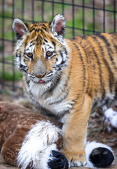 Tiger cub playing in his enclosure on a warm spring day at the sanctuary. 