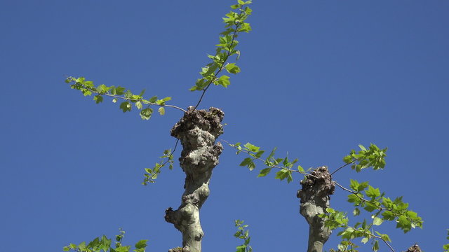 Close up of pollarded tree in Spring in France