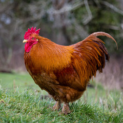 Red Chicken