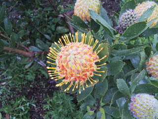 Naklejka na ściany i meble Beautiful Protea flower growing in the wild with its head open t