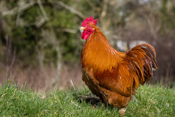 Red Chicken