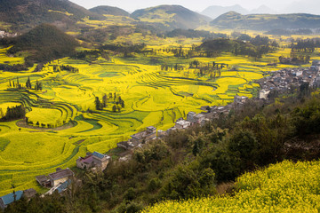 Yellow flowering fields, ground road and beautiful valley
