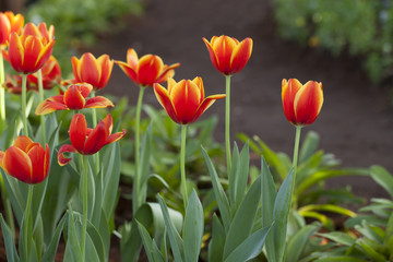 tulips, fresh tulips, blooming tulips, beautiful red yellow tulip flowers in the garden