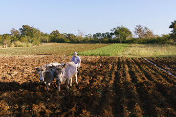 Man Farmer At Work Ploughing The Soil With Ox