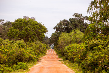 Road on safari jeep at jungle in Sri Lanka