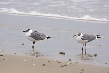 Non-breeding adult laughing gulls on the shore