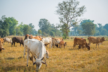 Cattle in pasture