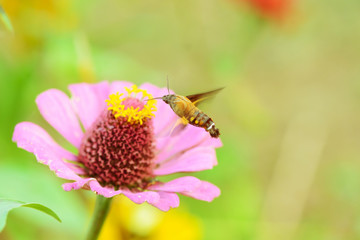 butterfly fly in morning nature