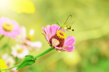 butterfly fly in morning nature