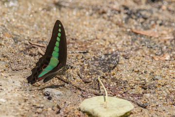 Butterfly in Thailand's National Park.