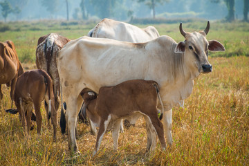 Naklejka na ściany i meble Calf suckling cows in pasture