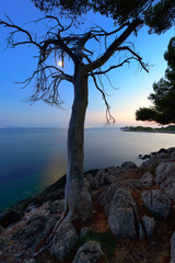 Night on the coast. Dry tree, the moon and the lighthouse. Majorca. Balearic Islands. Spain