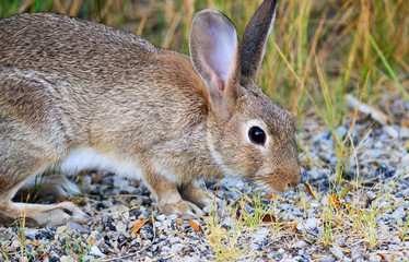 Wild rabbit. Majorca. Balearic Islands. Spain