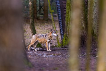 Gray wolf in forest