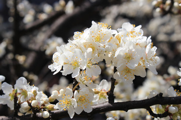 Plum flower tree
