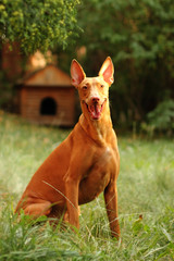 Happy dog breed Pharaoh hound