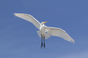Great Egret in Flight - Florida