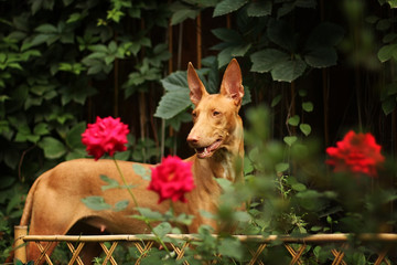 Pharaoh hound among the flowers