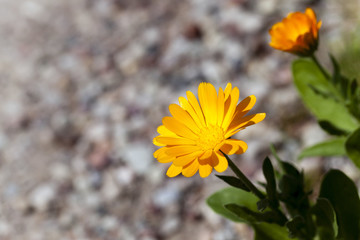 marigold flower close-up  