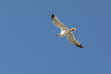 white flying seagull
