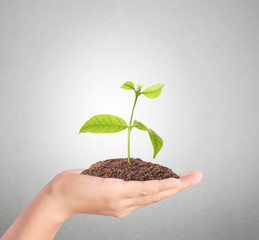 plant growing  in hand