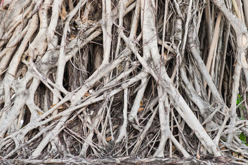 Old tree roots