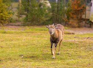 Mouflon female standing on grass