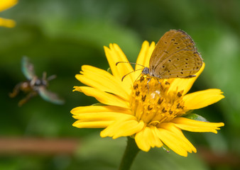 butterfly on the flower
