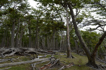  Fallen trees on the shore of Lago Blanco. 