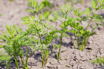 Field with carrot  