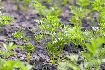 Field with carrot  