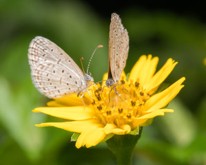 butterfly on the flower