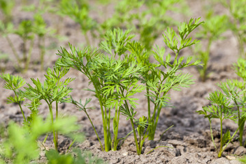 Field with carrot  