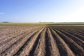 Fototapeta na wymiar potato field , Belarus