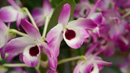 Fototapeta na wymiar Close-up of pink orchid