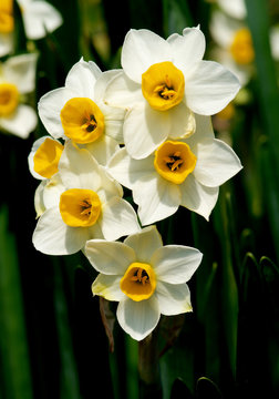 Wild White Daffodils
