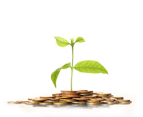 green plant on  gold coins