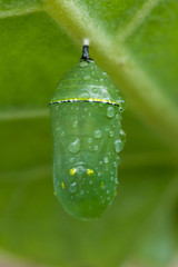 Fototapeta premium Monarch Butterfly Chrysalis on Crown Flower Leaf