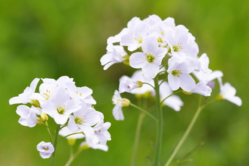 Closeup on the flowerhead of a cuckooflower 