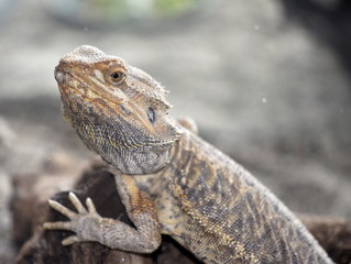 The bearded dragon lizard