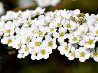 Branch of white spiraea