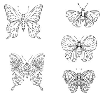 set of vector butterflies
