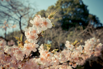 Fototapeta premium Sakura cherry blossom in japan