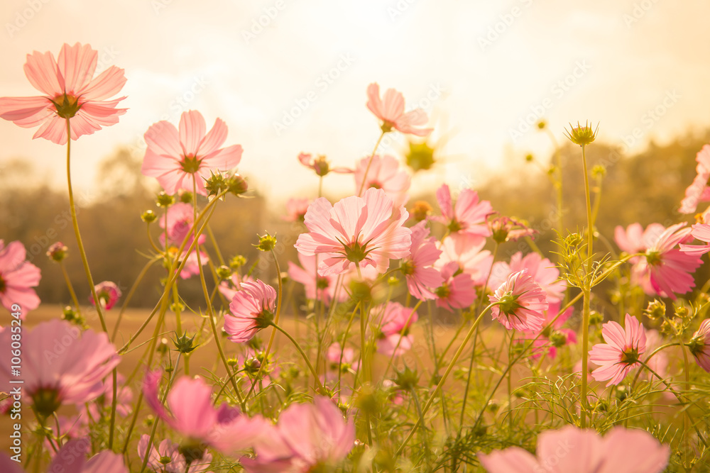 Wall mural cosmos flower blossom in garden